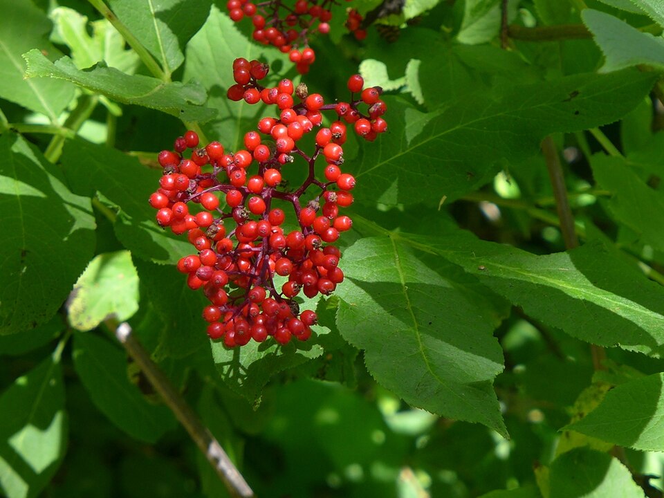Red Elderberry Scarlet Elder 20 Shrub Seeds - Sambucus racemosa Canada Native Tree