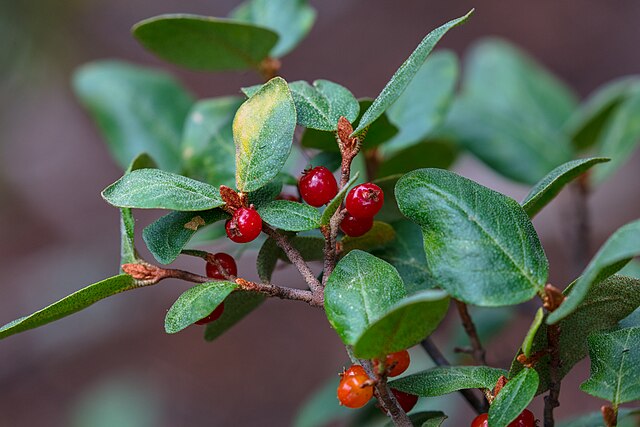 Canada buffaloberry (Shepherdia canadensis) Soap Berry 20 Seeds, Ruseet Buffalowberry, Nitrogen Fixer