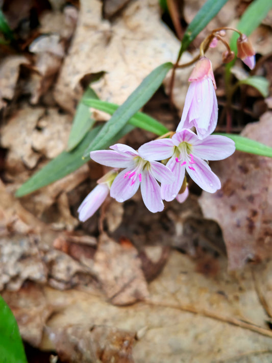 Virginia Springbeauty 50 Wildflower Seeds - Claytonia virginica Spring Beauty Canada USA Native Woodland Perennial, Produce Edible Tuber, Grass Like Leaves, Lawn Friendly