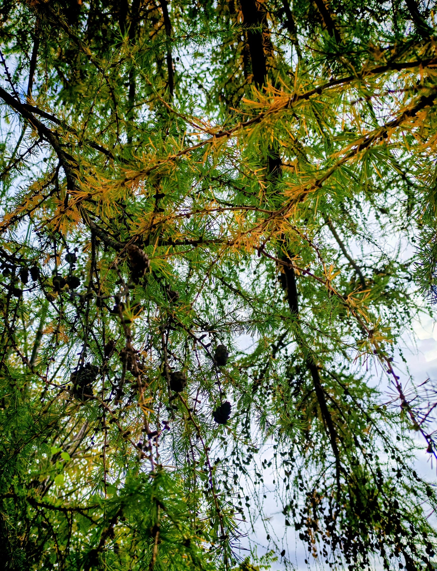 Tamarack Tree 20 Seeds – Larix laricina, American Larch Native to Canada and the US