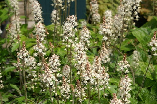 Foam Flower 30 Seeds - Tiarella cordifolia Woodland Ground Cover Eastern Native Wildflower
