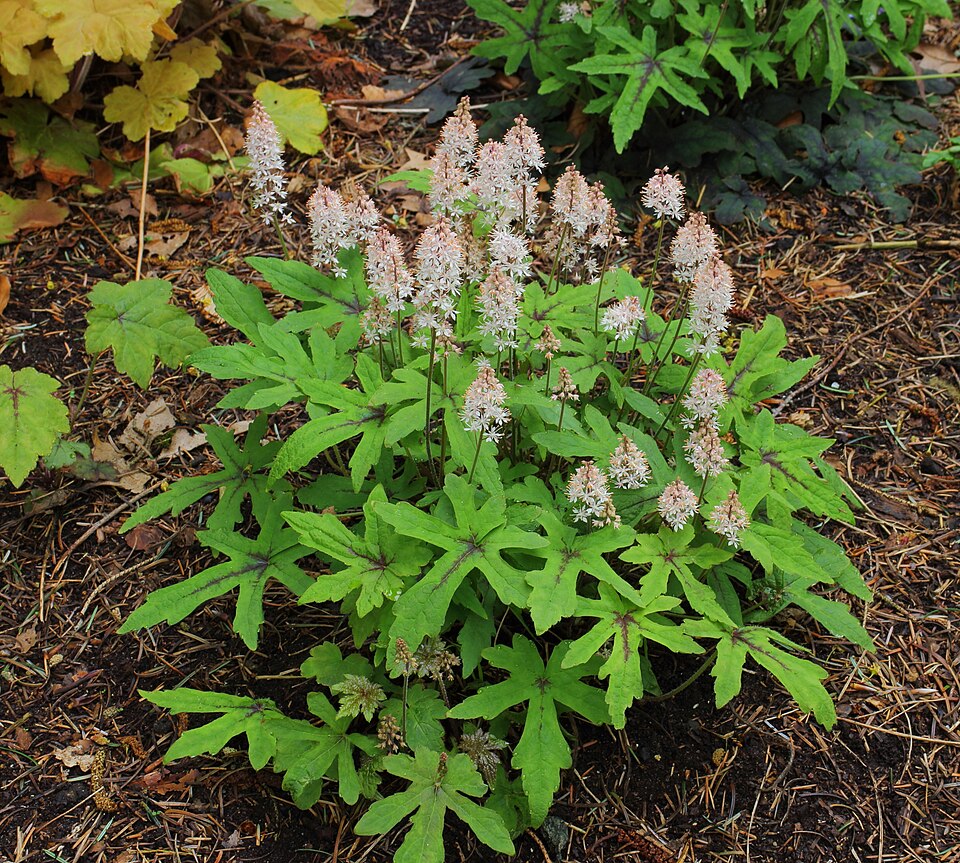 Foam Flower 20 Seeds - Tiarella cordifolia Woodland Ground Cover Eastern Native Wildflower