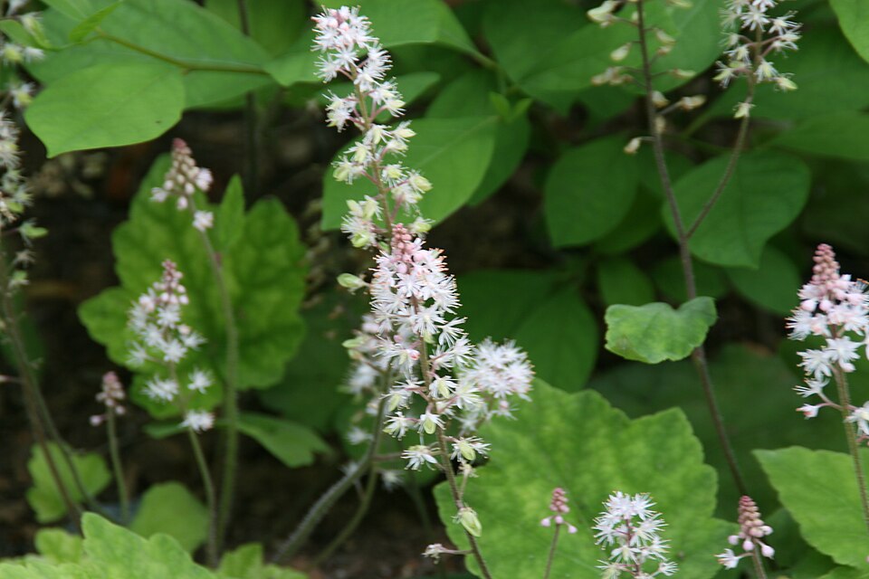 Foam Flower 20 Seeds - Tiarella cordifolia Woodland Ground Cover Eastern Native Wildflower
