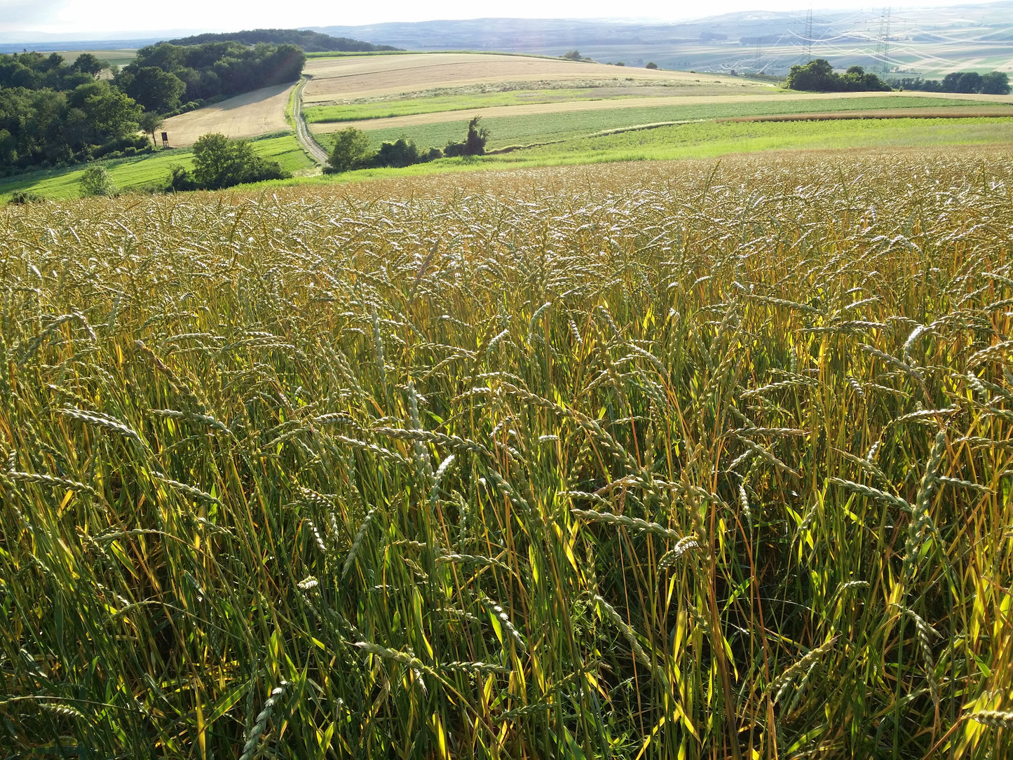 Grains d'épeautre biologiques de blé entier 1 kg - Farro Grande Aliment de base ancien sans OGM cultivé au Canada, excellent pour les personnes qui surveillent leur poids, les végétaliens et les végétariens
