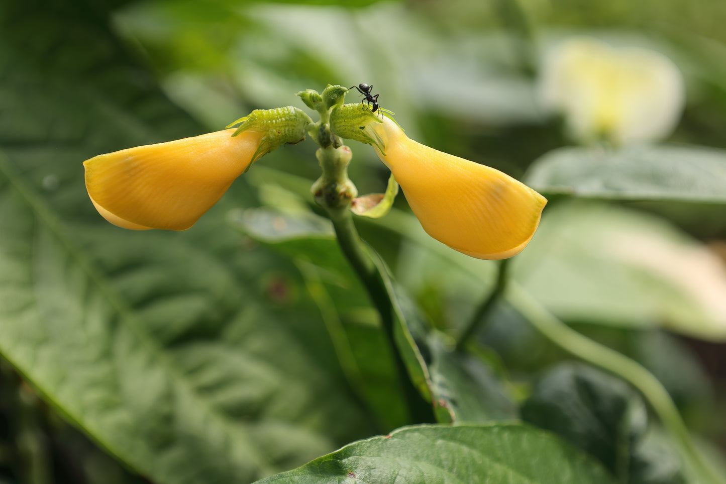 100 graines de légumes de niébé - Niébé à œil noir Heirloom sans OGM pour jardin, cour, balcon et plantation sur le terrain