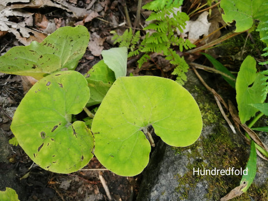 A mature stand of native wild ginger in its natural habitat in Southern Ontario