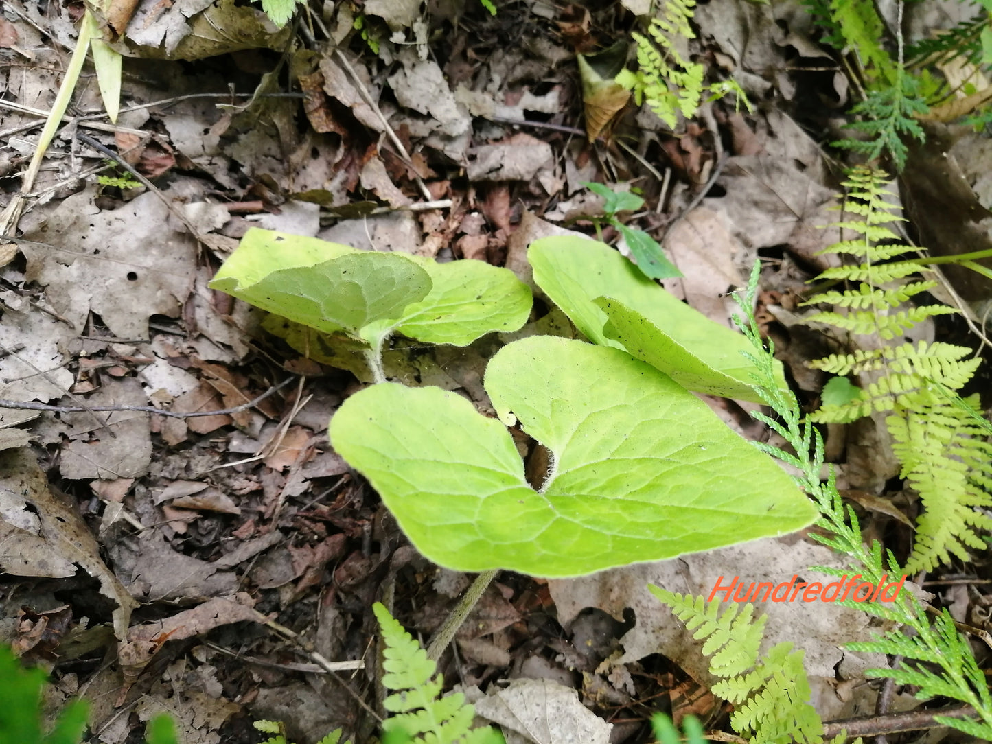 Gingembre sauvage du Canada 10 graines de fleurs sauvages - Asarum canadense Bon couvre-sol pour les forêts de l'Est et les paysages ombragés 
