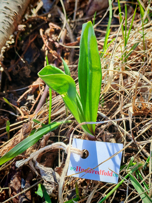 Hundredfold Wild Leek, Ramp 20 Herb Seeds - Allium tricoccum Canada Native Perennial Edible Woodland Ground Cover
