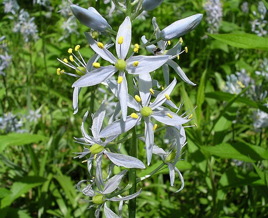 Wild Hyacinth Seeds - Camassia scilloides Atlantic Camas, Native Wildflower, 20 Seeds by Hundredfold