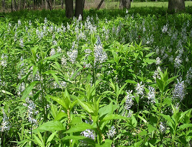 Wild Hyacinth Seeds - Camassia scilloides Atlantic Camas, Native Wildflower, 20 Seeds by Hundredfold