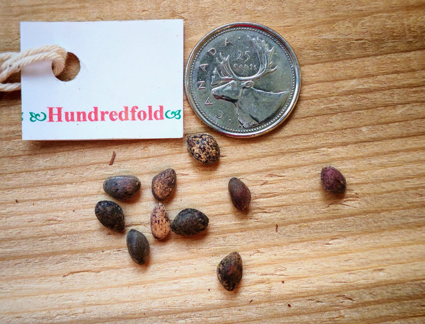 Ponderosa Pine 10 Seeds - Pinus Ponderosa Western Yellow Pine, Black Jack Pine, Western Canadat Native Evergreen Conifer Ornamental Tree, Wind Break and Erosion Control