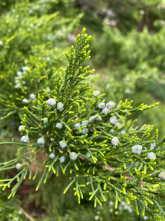 Genévrier rampant 10 graines d'arbustes - Juniperus horizontali, Savin rampant, buisson indigène du Canada et des États-Unis, feuillage parfumé, idéal pour couvre-sol, bonsaï, plante d'intérieur et rocaille 