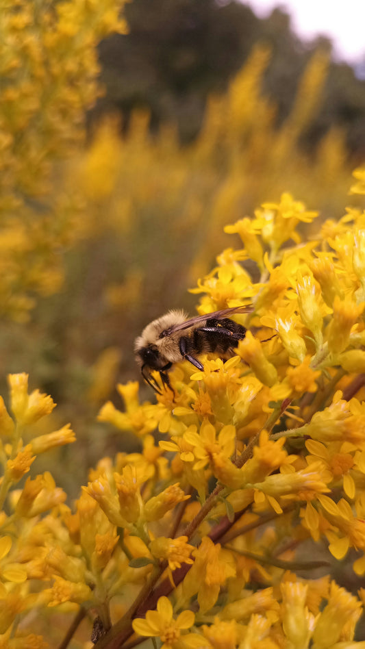 Verge d'or rigide centuple 500 graines - Solidago rigida Verge d'or rigide Fleur sauvage indigène du Canada, produit une exposition d'automne spectaculaire 