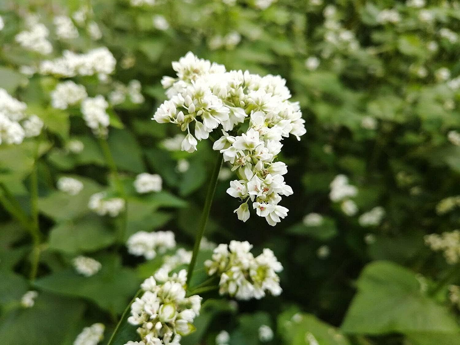 Blooming buckwheat flowers in a Canadian field – delicate white blossoms under natural sunlight