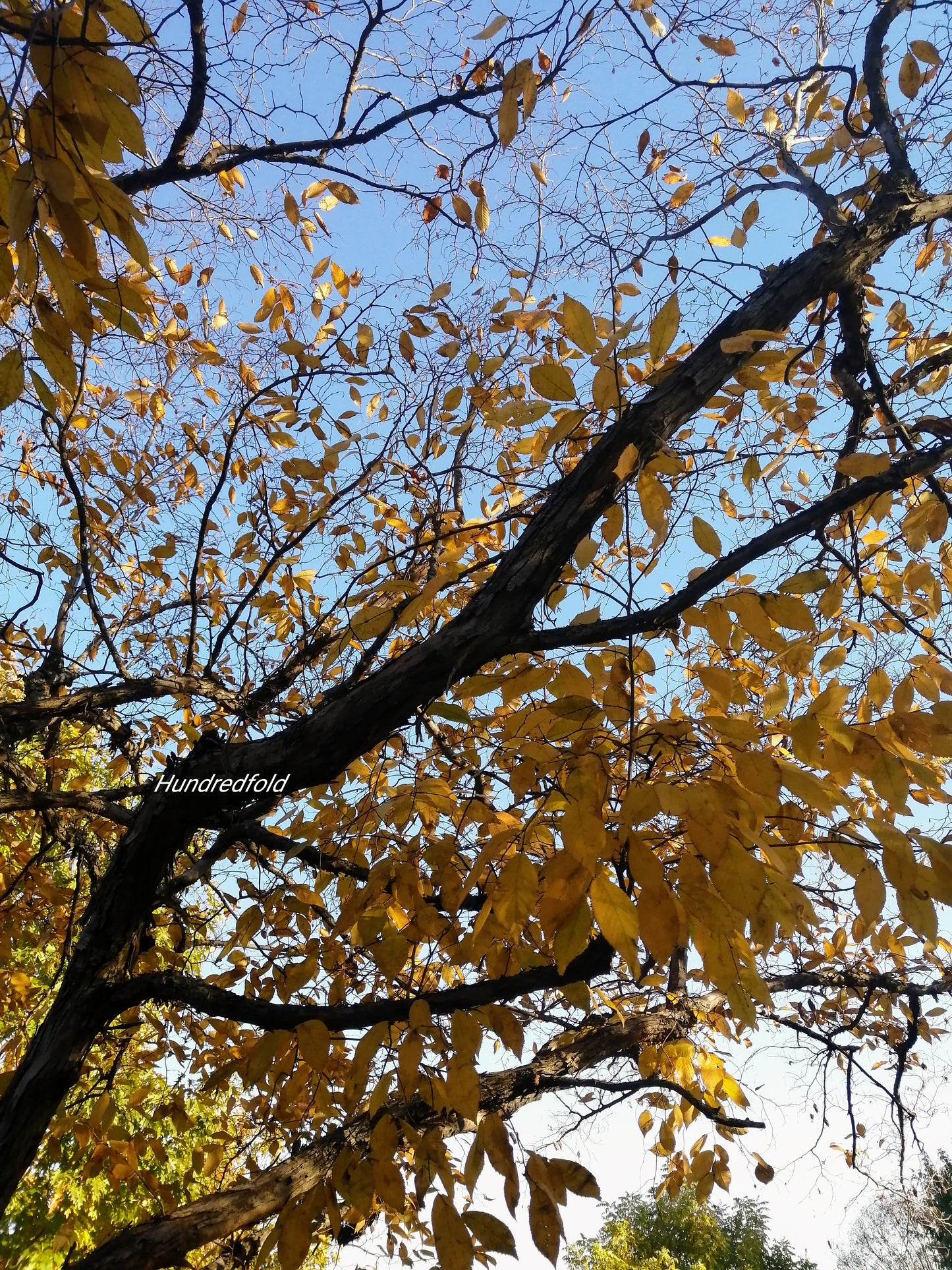 Hundredfold 10 Ironwood Tree Seeds - Ostrya virginiana Eastern Hop-Hornbeam Hophornbeam, Roughbark Ironwood Canada Native Tree, Excellent Firewood