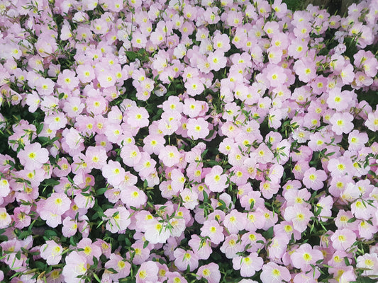 Hundredfold Pink Evening Primrose 500 Flower Seeds - Oenothera speciosa Showy Primrose, Pink Buttercups, Ground Cover