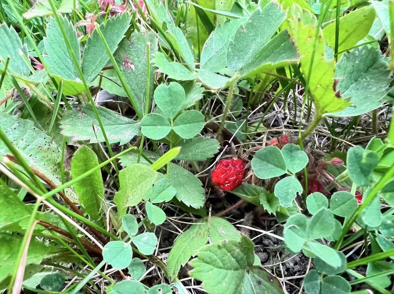 Hundredfold Woodland Strawberry 20 Seeds - Non-GMO Fragaria vesca, Canada USA Native Perennial , Ontario Grown, for Container, Yard, Garden & Perennial Ground Cover