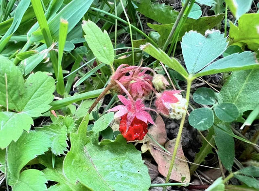 Fraise des bois centuple 1 plante vivante à racines nues - Fragaria vesca non OGM, indigène du Canada, cultivée en Ontario, pour conteneur, cour, jardin et couvre-sol vivace 