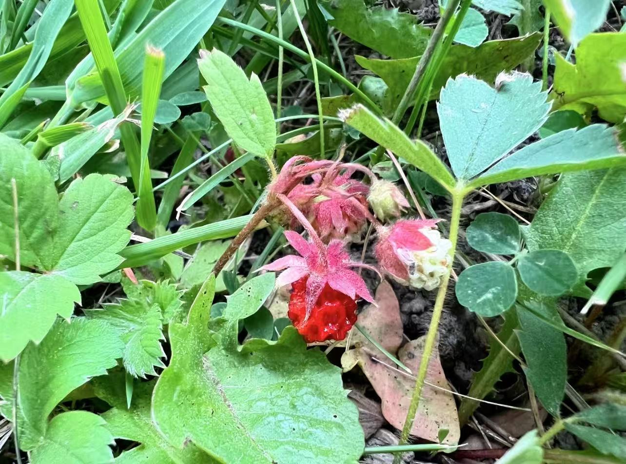 Woodland strawberry plant with ripe red fruit growing in a shaded lawn area, surrounded by green grass and natural ground cover.