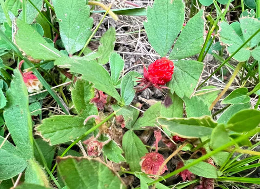 Close-up of ripe woodland strawberries (Fragaria vesca) nestled among lawn grass, showing small red berries and low-growing foliage.