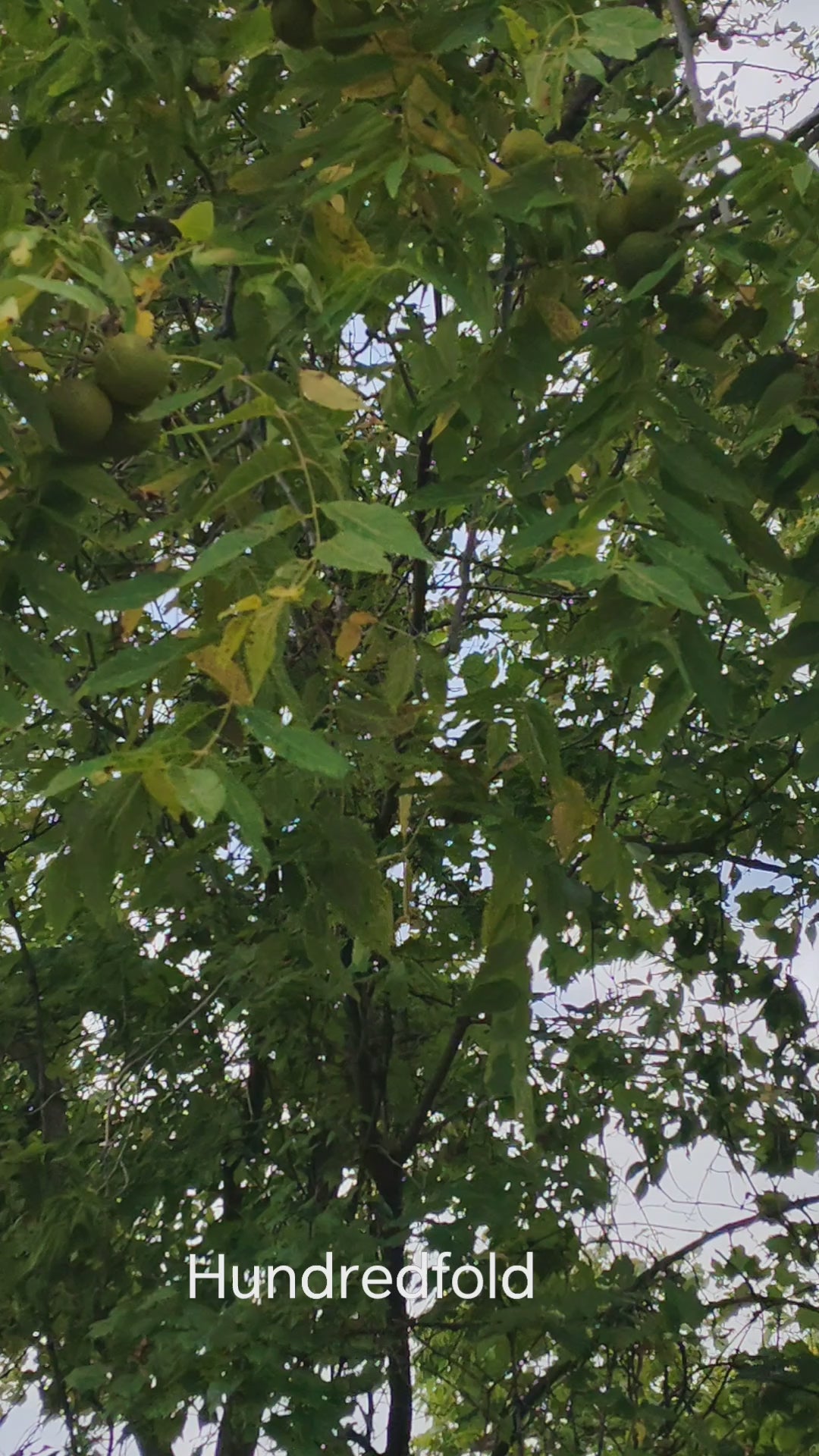 Rare Ontario Black Walnut Tree Seeds – 2 Pounds (No Husk