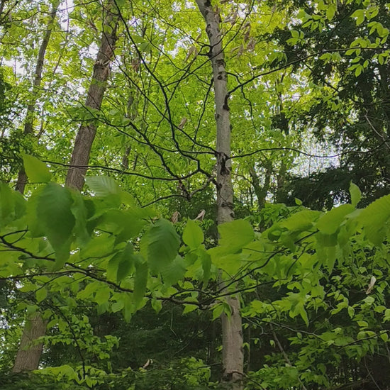 American Beech Canada Native Trees Found in Ontario woodland