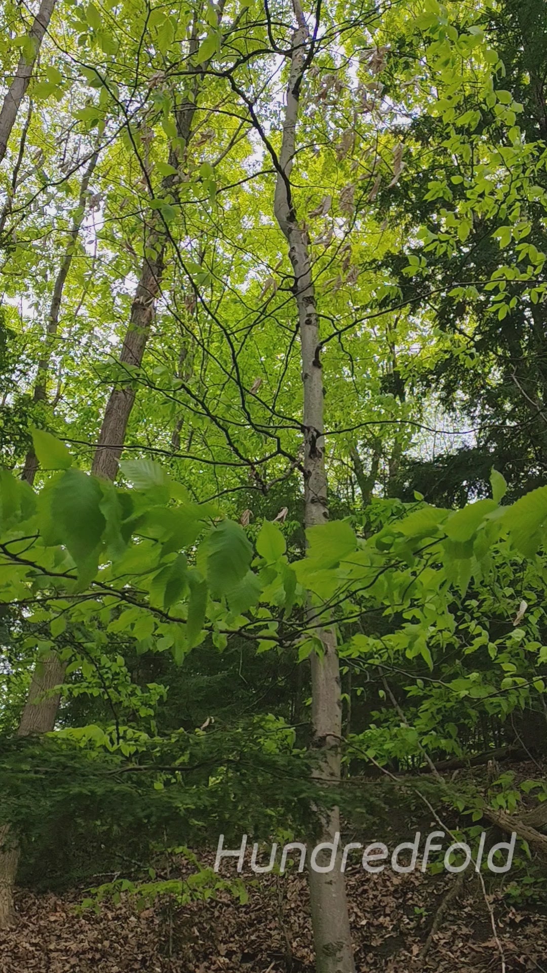 American Beech Canada Native Trees Found in Ontario woodland