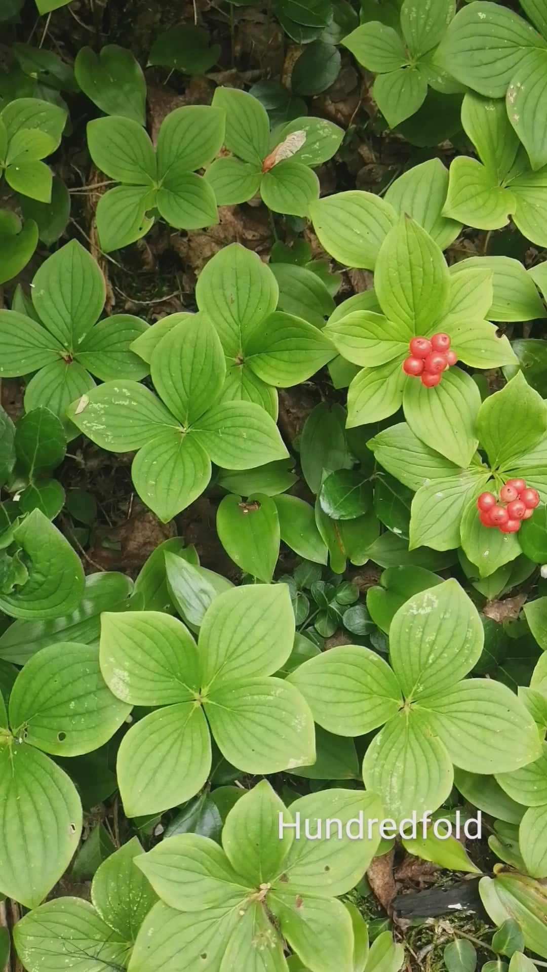 Ripen Bunchberries found on a hillside in Northern Ontario