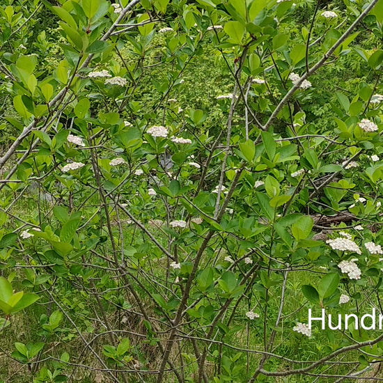 Creamy chokeberry flowers are in full bloom by a Toronto Creek