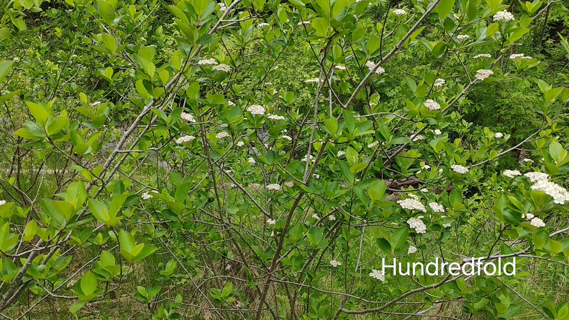 Creamy chokeberry flowers are in full bloom by a Toronto Creek