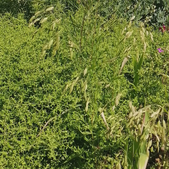 Inland Sea Oats Grass River Oats in a Toronto Meadow