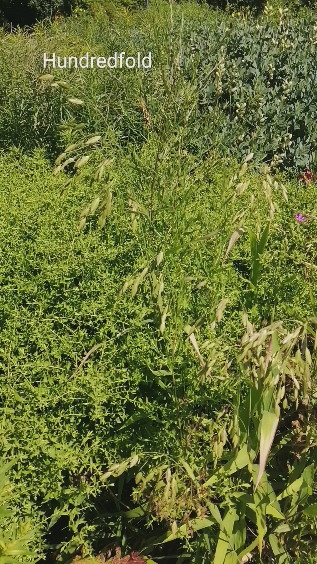 Inland Sea Oats Grass River Oats in a Toronto Meadow