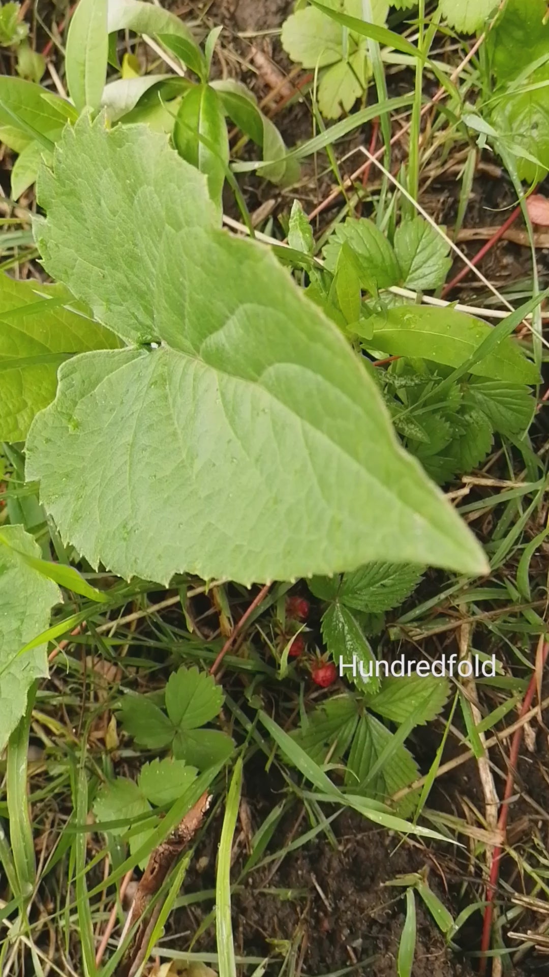 Hundredfold Wild Strawberry 1 Bare-Root Live Plant - Non-GMO