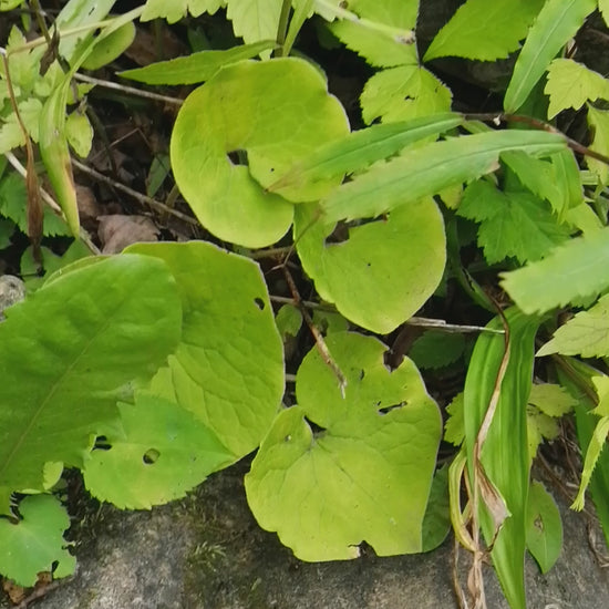 Wild ginger in its natural habitat in Southern Ontario