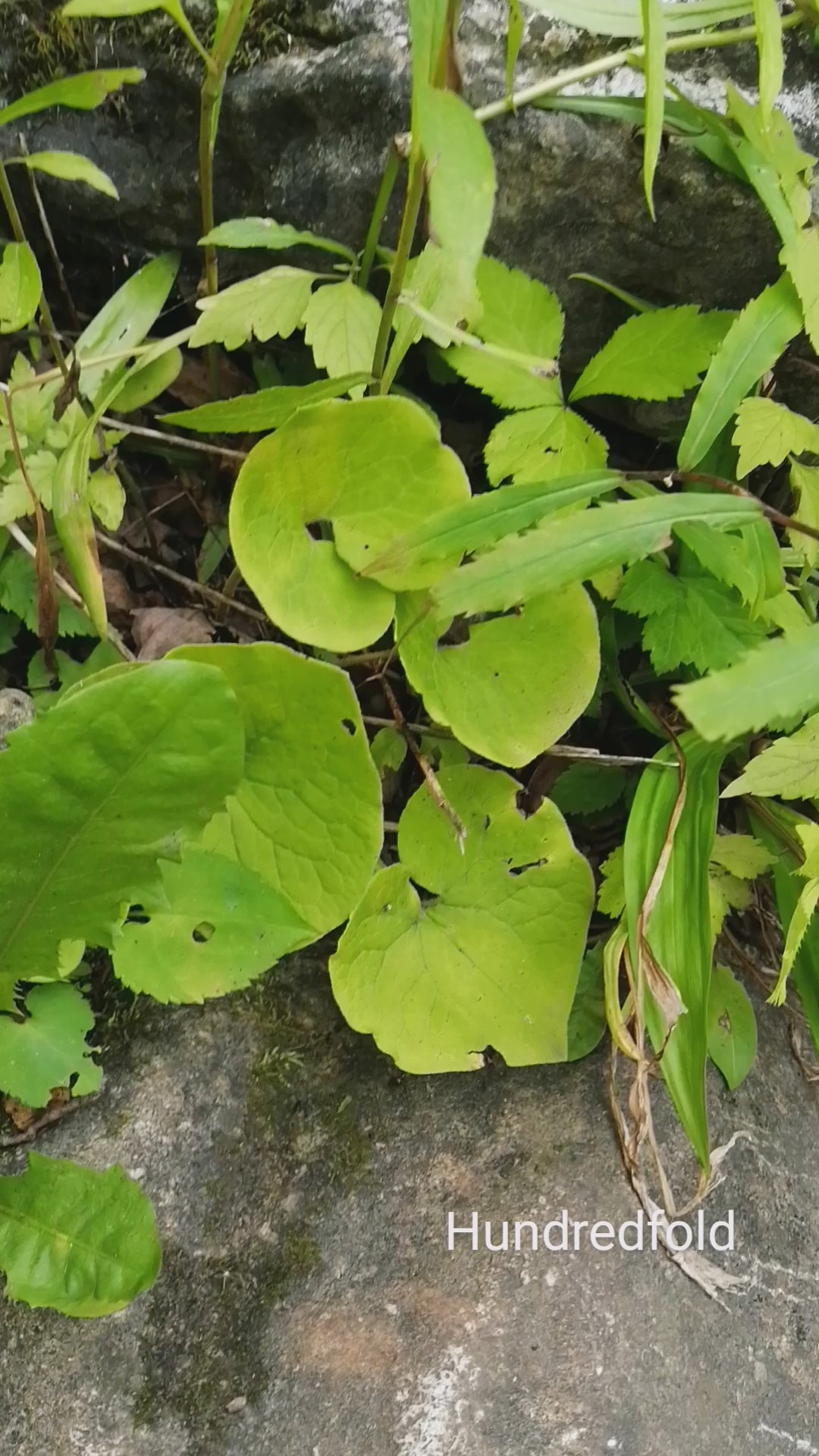 Wild ginger in its natural habitat in Southern Ontario