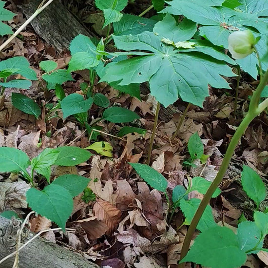 Wild Mayapple (Podophyllum peltatum) spring bloom - White flowers thriving in shaded South Ontario woodland habitat