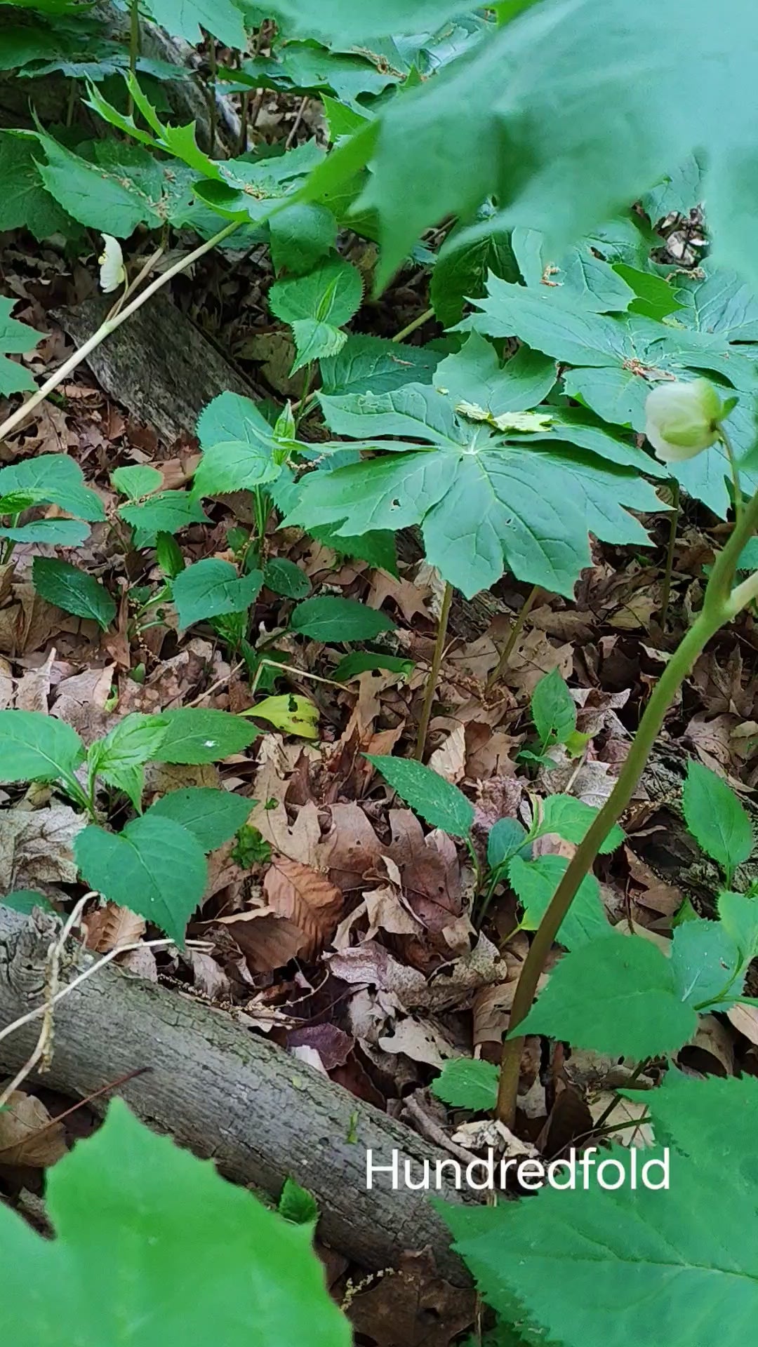 Wild Mayapple (Podophyllum peltatum) spring bloom - White flowers thriving in shaded South Ontario woodland habitat
