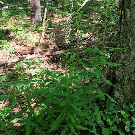 Mayflower and Solomon's seal growing under a yellow birch tree.