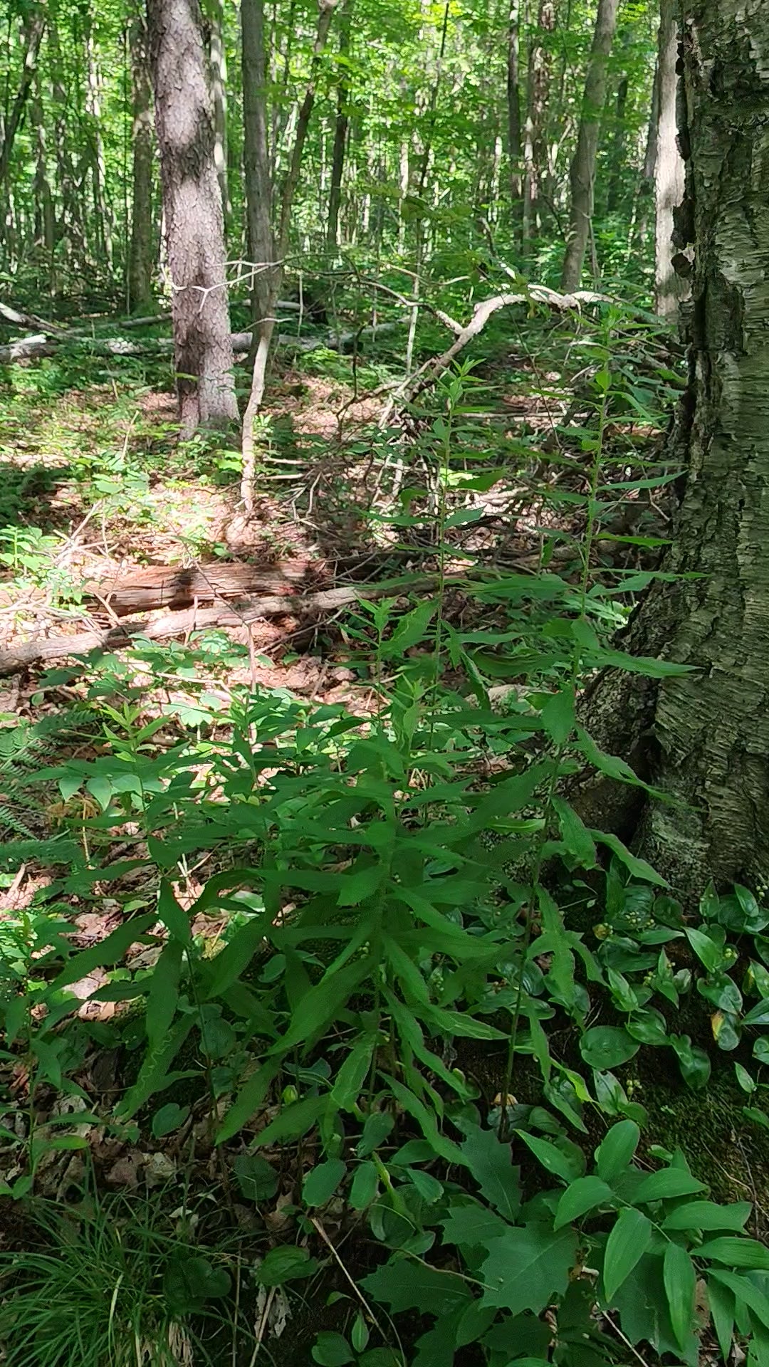 Mayflower and Solomon's seal growing under a yellow birch tree.