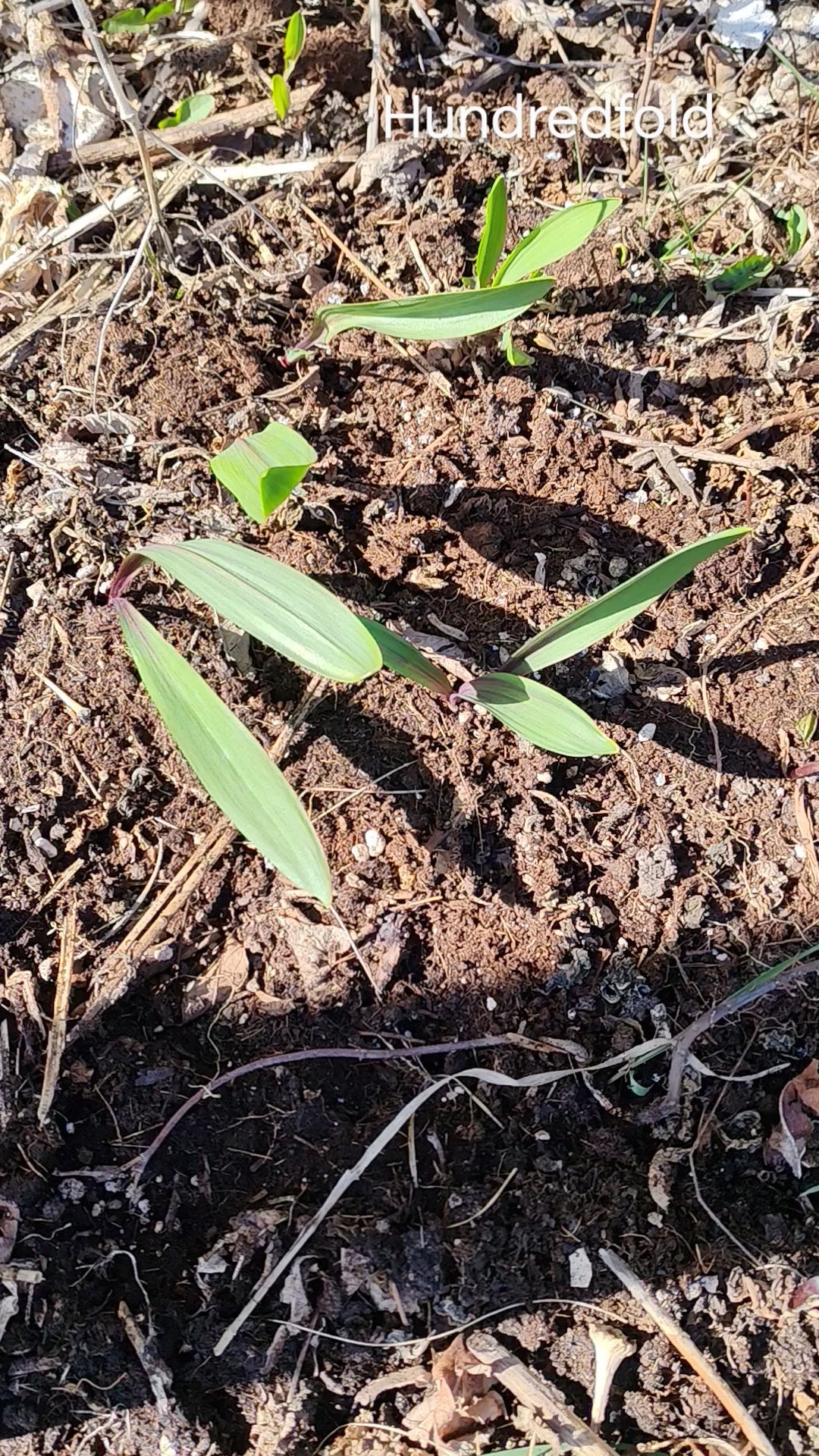 Hundredfold Wild Leek, Ramp 20 Herb Seeds - Allium tricoccum