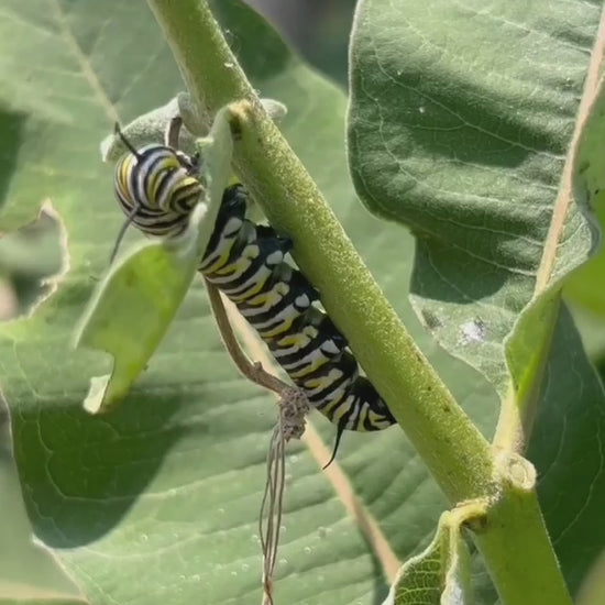 Close-up of a fat, cute monarch caterpillar eating milkweed leaves in Toronto, Ontario. The striped yellow, black, and white caterpillar chews on green milkweed, a vital host plant for monarch butterflies. Perfect for butterfly lovers, pollinator gardens, and wildlife conservation.