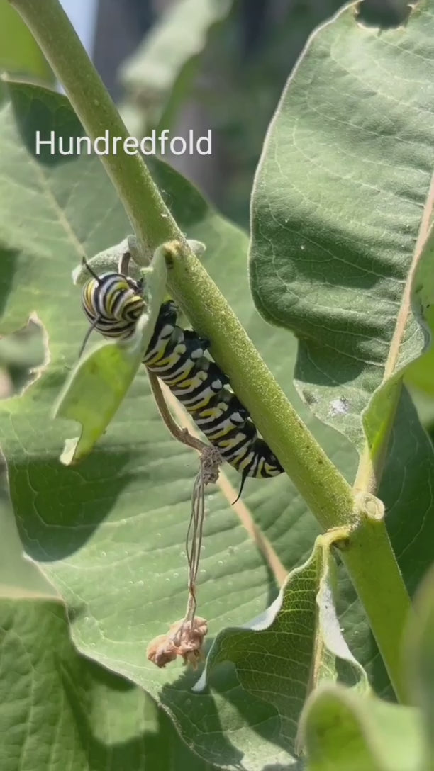 Close-up of a fat, cute monarch caterpillar eating milkweed leaves in Toronto, Ontario. The striped yellow, black, and white caterpillar chews on green milkweed, a vital host plant for monarch butterflies. Perfect for butterfly lovers, pollinator gardens, and wildlife conservation.