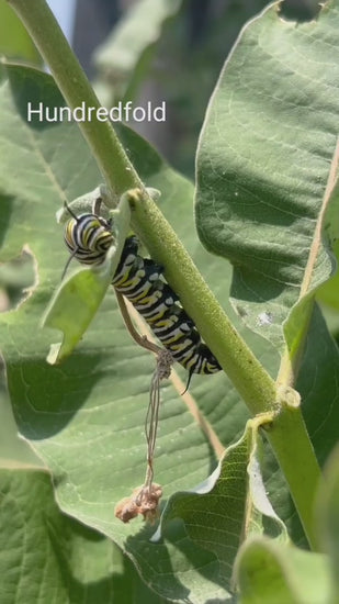 Close-up of a fat, cute monarch caterpillar eating milkweed leaves in Toronto, Ontario. The striped yellow, black, and white caterpillar chews on green milkweed, a vital host plant for monarch butterflies. Perfect for butterfly lovers, pollinator gardens, and wildlife conservation.