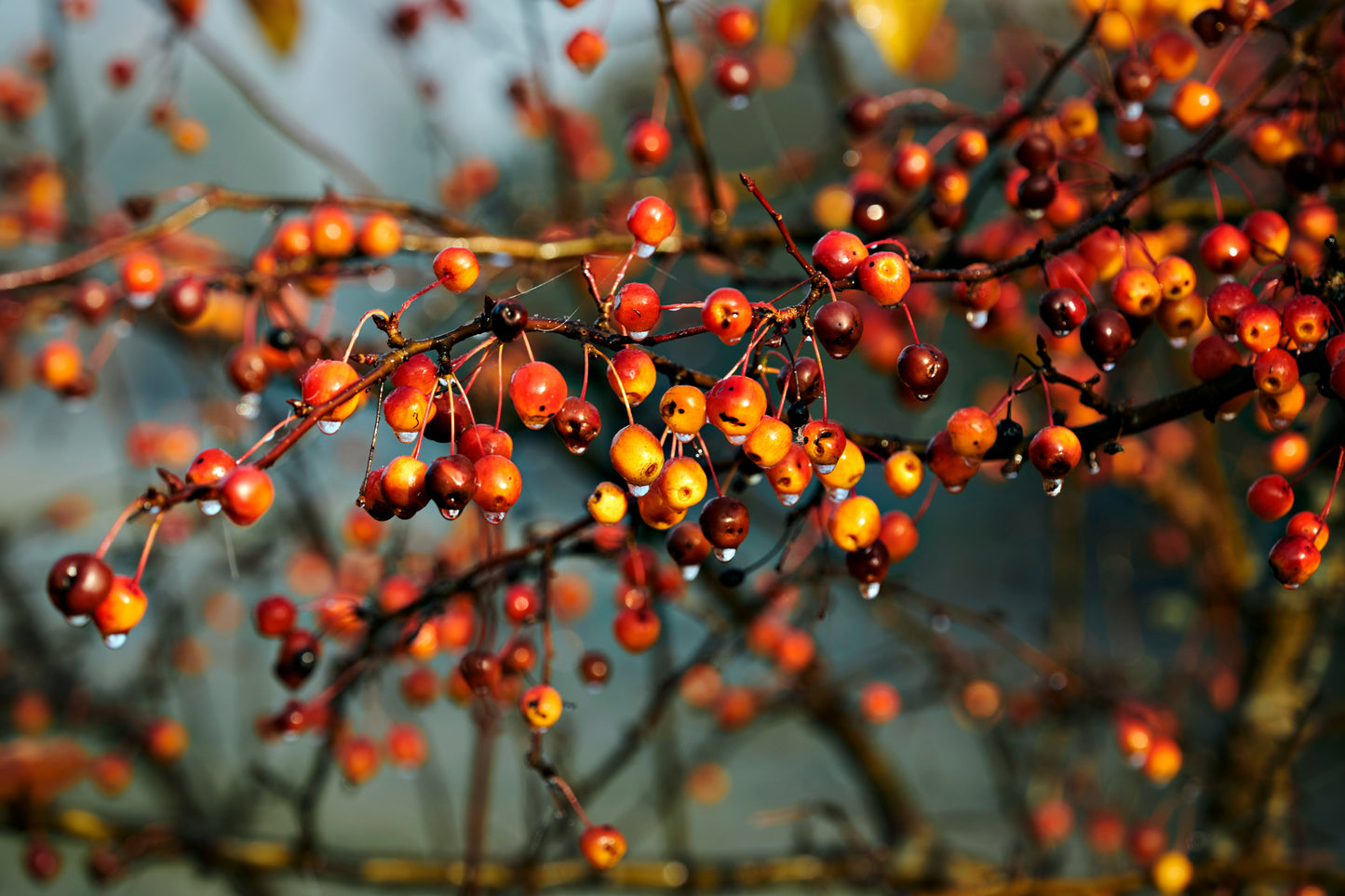 Hundredfold Pacific Crab Apple 5 Seeds - Malus Fusca Crab-Apple Canada Native Small Tree White Bloom & Edible Fruits