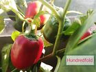 Poivron doux King of The North 20 graines de légumes pour la plantation en pot de jardin - Capsicum annuum Heirloom sans OGM, pour salade ou rôti 
