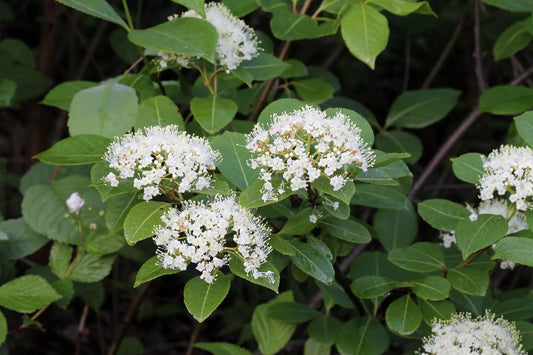 Raisin sauvage centuple 10 graines - Viburnum nudum cassinoides, Viburnum Blue Haw fané, baies comestibles et belle couleur d'automne