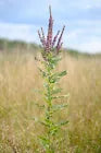100 graines de fleurs sauvages Leadplant par Hundredfold - Amorpha canescens, Lead Plant Amorpha, Prairie Shoestring, fixateur d'azote natif du Canada 