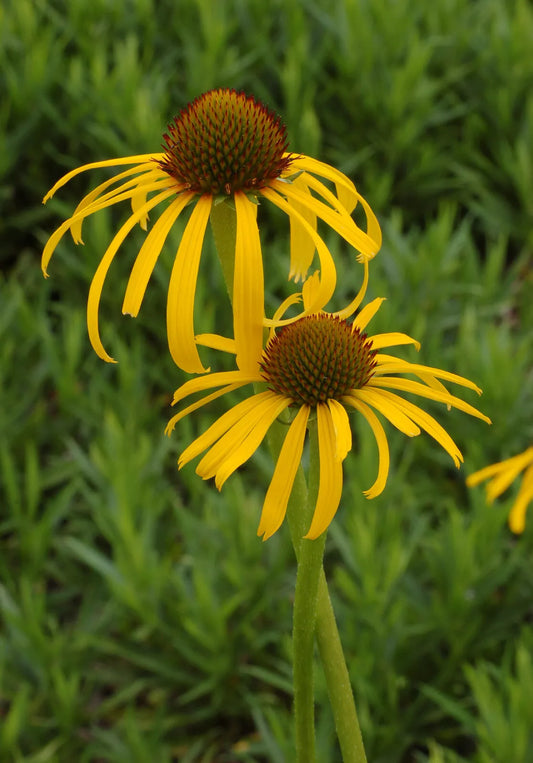 Échinacée jaune 100 graines, Échinacée de Bush Echinacea paradoxa, Échinacée des Ozarks, Fleur sauvage du Canada Attire les insectes bénéfiques 