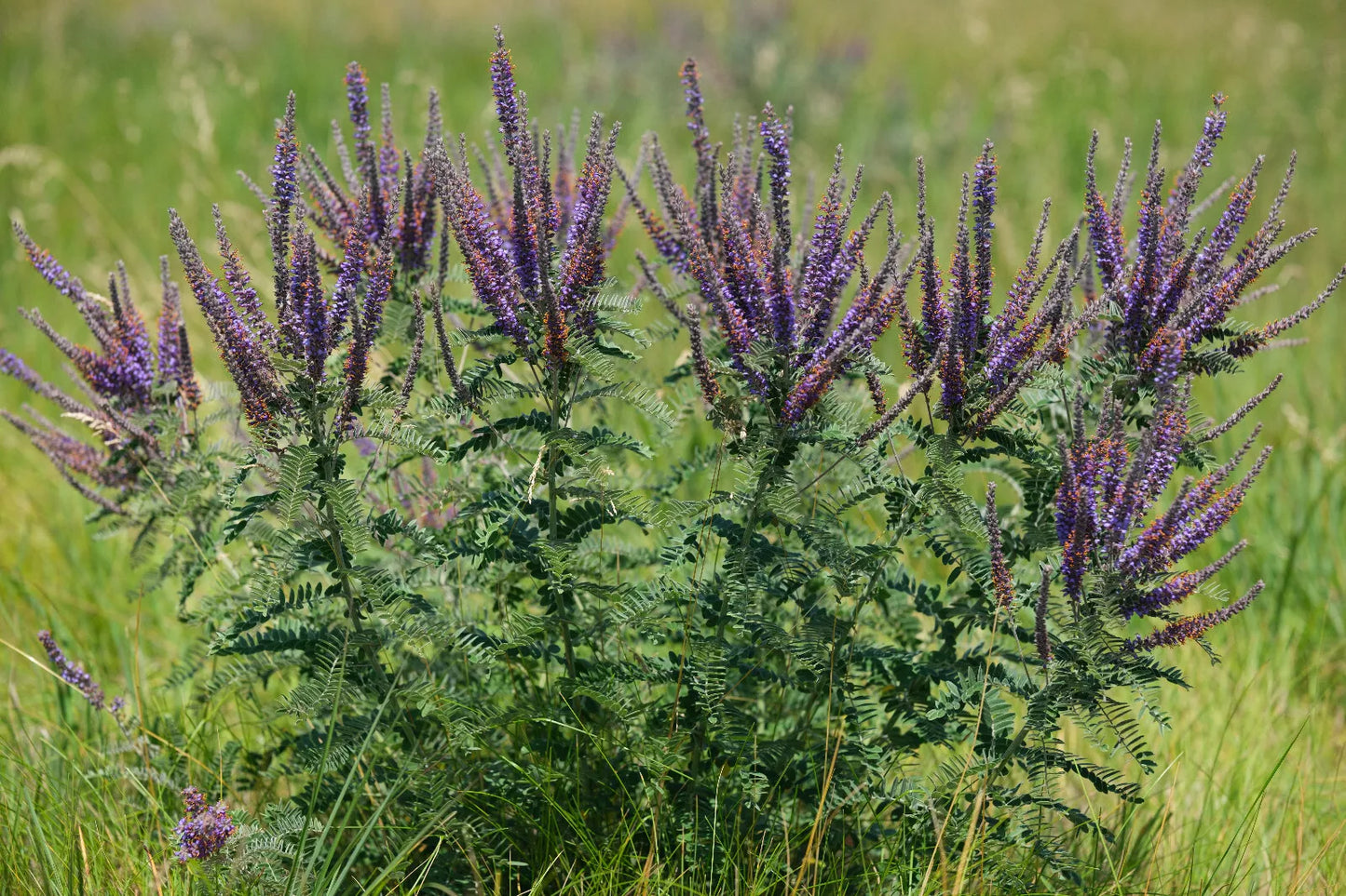 100 graines de fleurs sauvages Leadplant par Hundredfold - Amorpha canescens, Lead Plant Amorpha, Prairie Shoestring, fixateur d'azote natif du Canada 