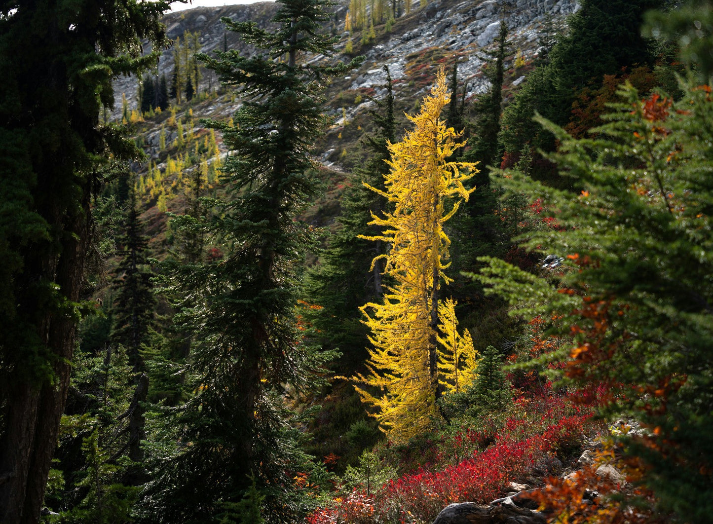 Yellow larch tree among green and red coniferous trees in a mountainous forest.